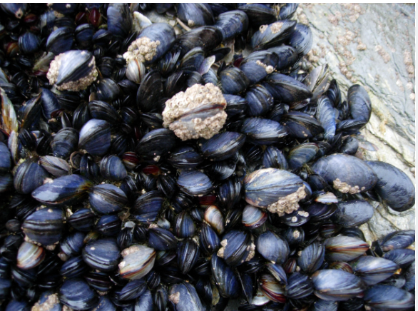 rich surce of vitamin b12 mussels