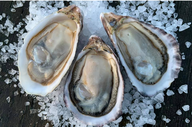 oyster rich source of vit b 12